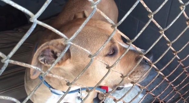 Persone Attaccate Da Pitbull.Usa Petizione Con 400mila Firme Salva Pit Bull Dalla Condanna A Morte Per Aver Addentato E Ucciso Due Capre