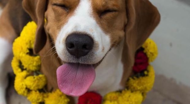 Nepal La Festa Dei Cani Di Kukur Tihar Coccole Eghirlande Per Gli Amici A 4 Zampe