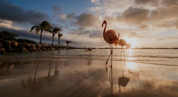 Aruba La Spiaggia Dove Fare Il Bagno Tra I Fenicotteri Rosa